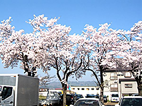 きれいな桜